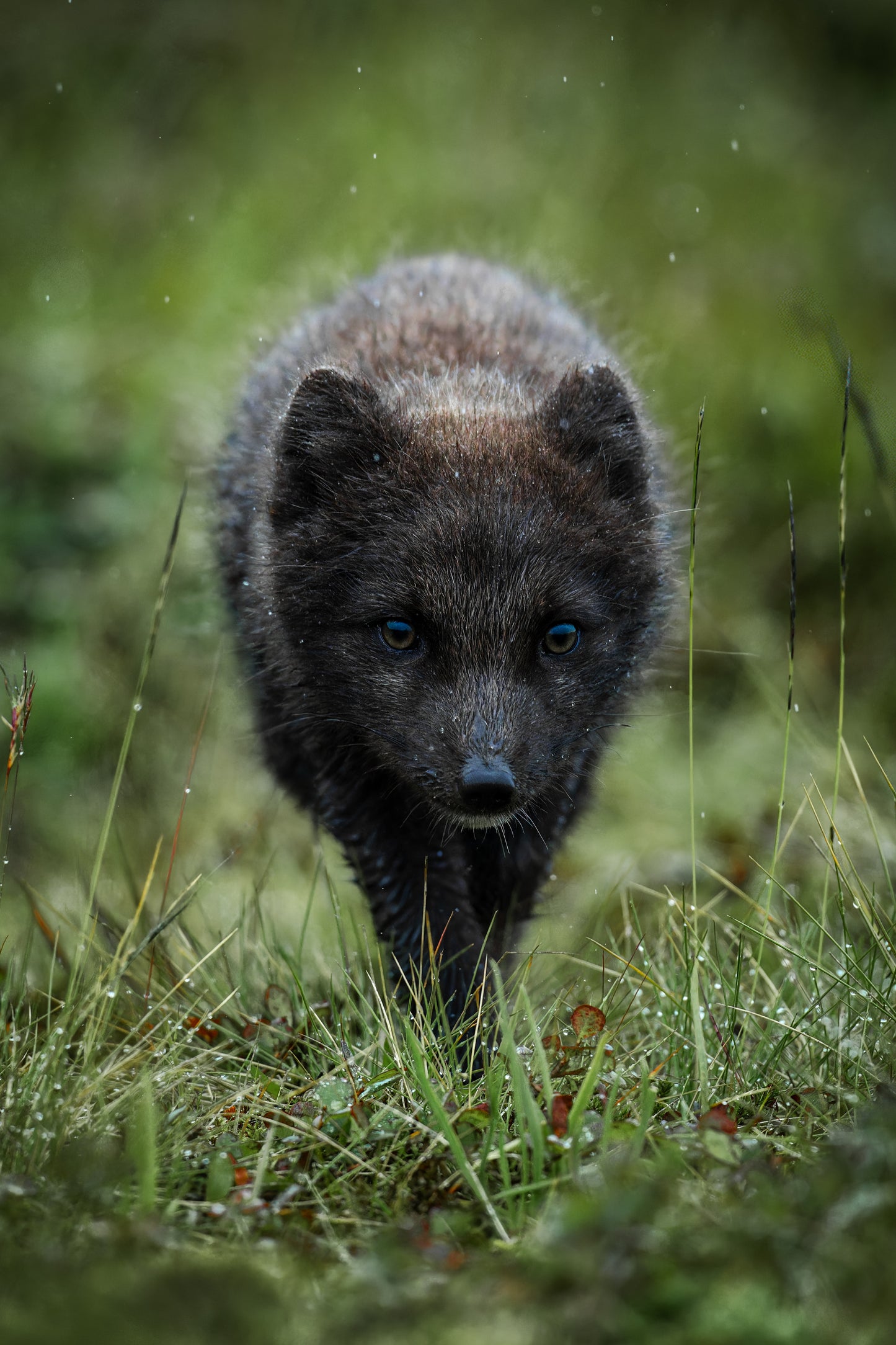 Eyes of the Arctic