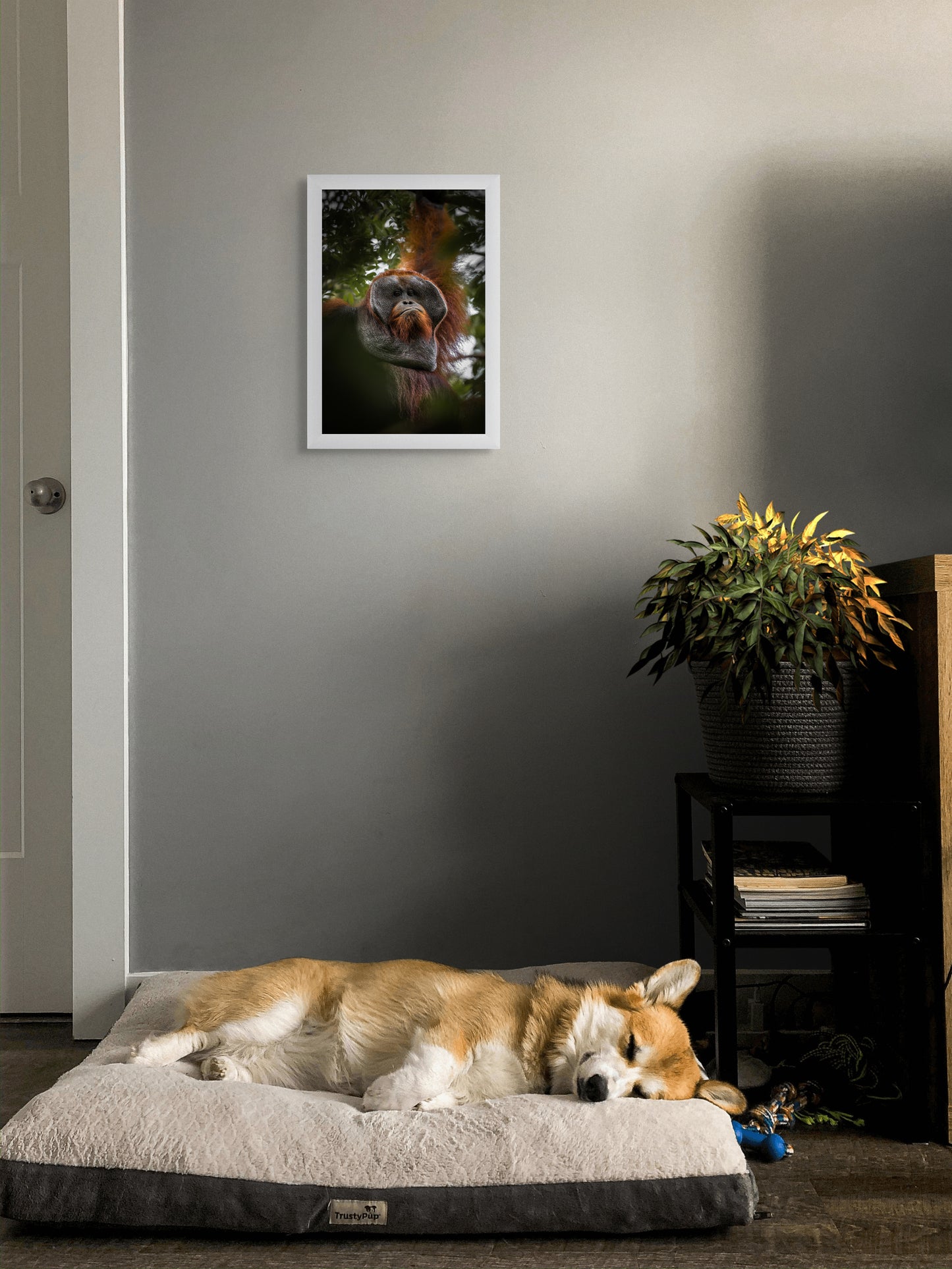 A forest elder