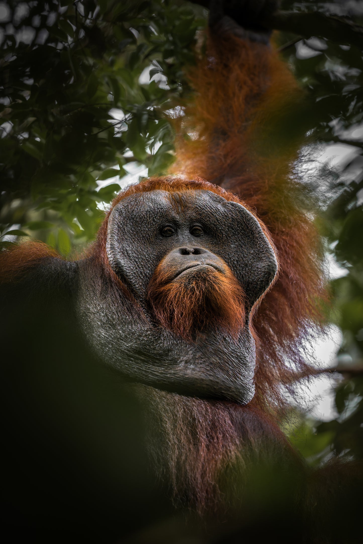 A forest elder