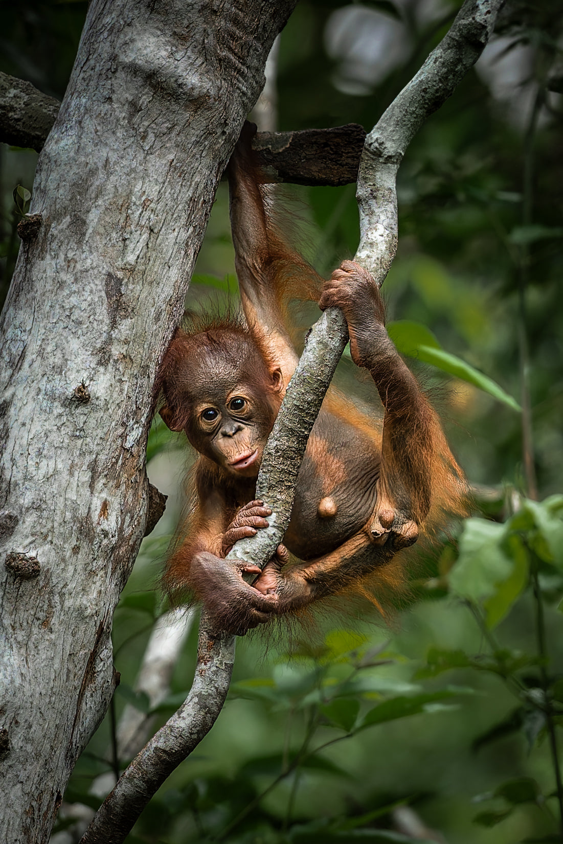 Jungle child
