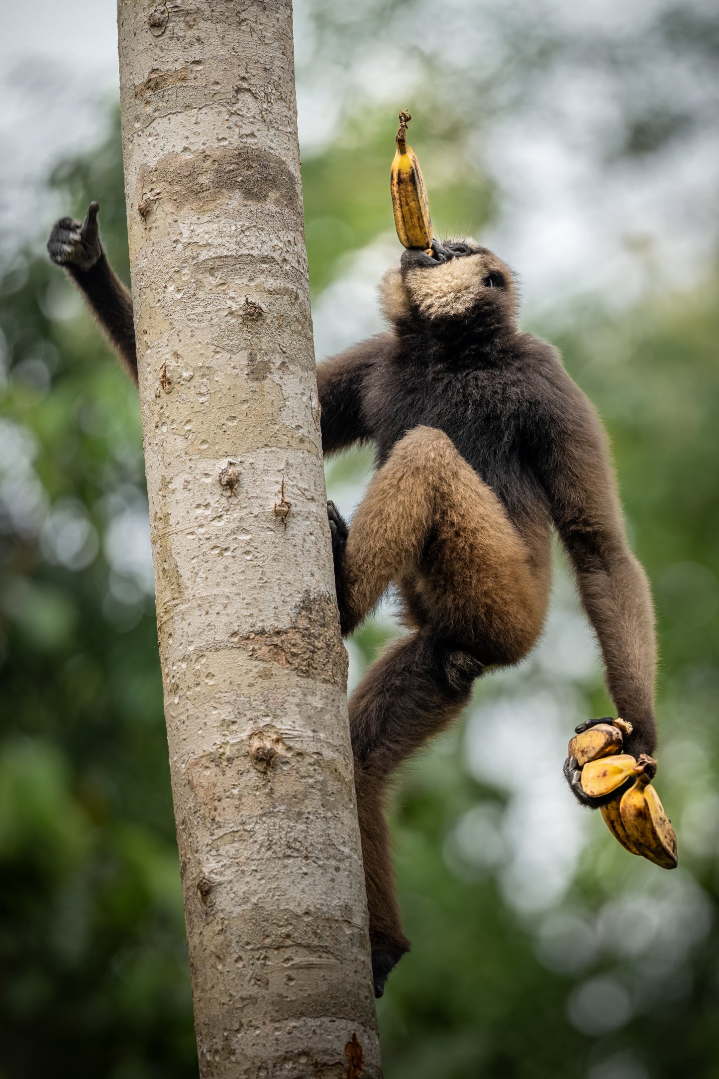 Monkey business