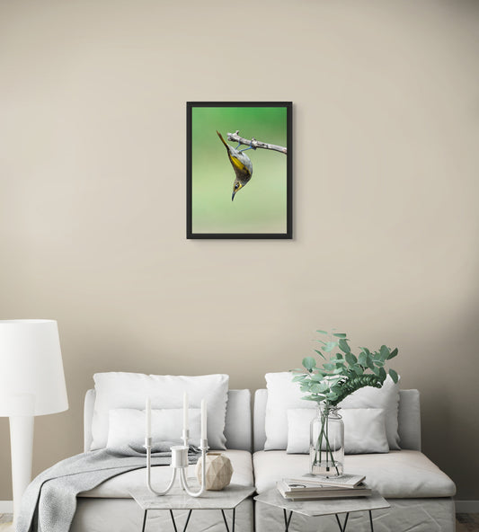 Acrobat in the canopy