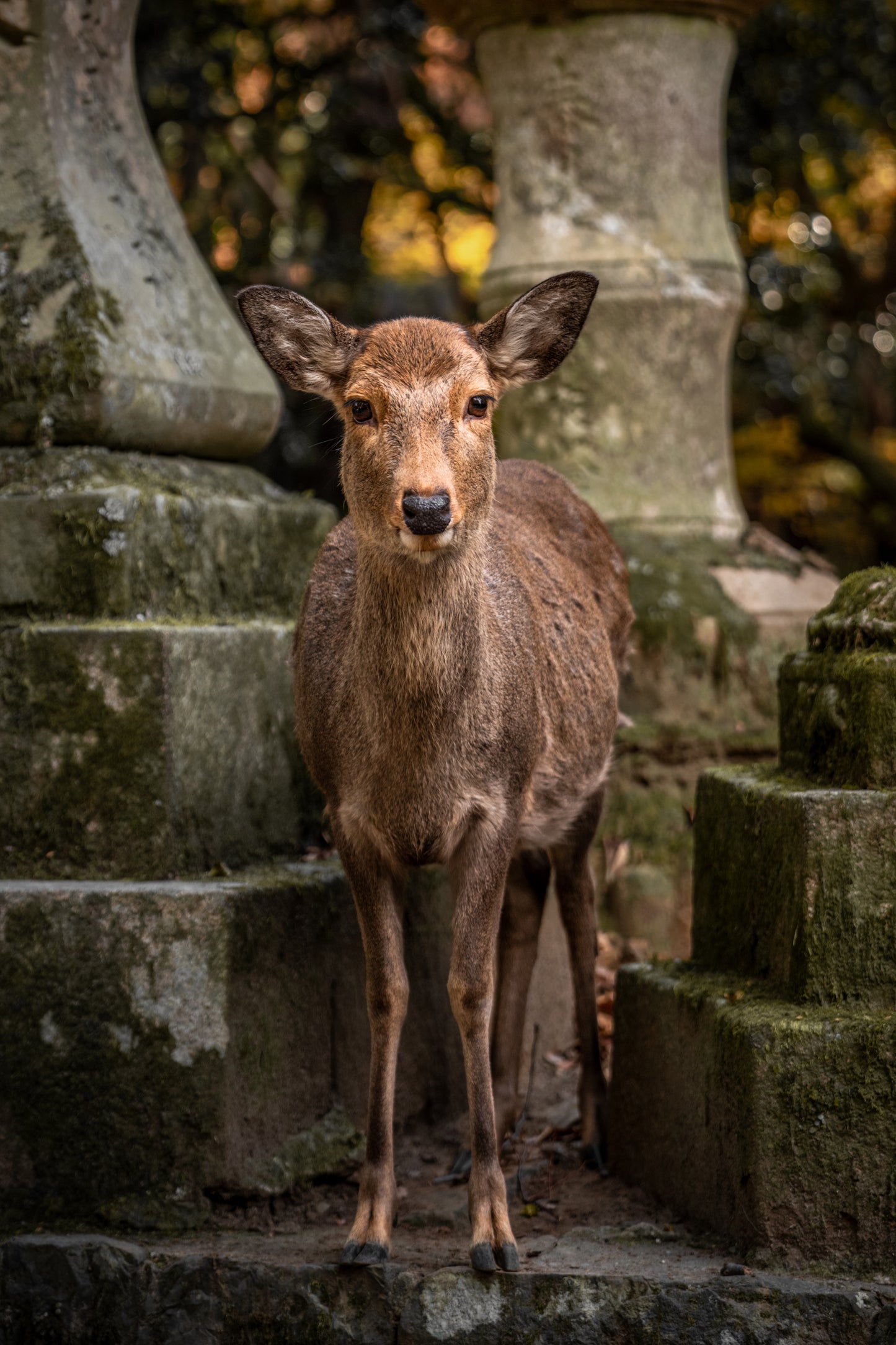 Echoes of Nara