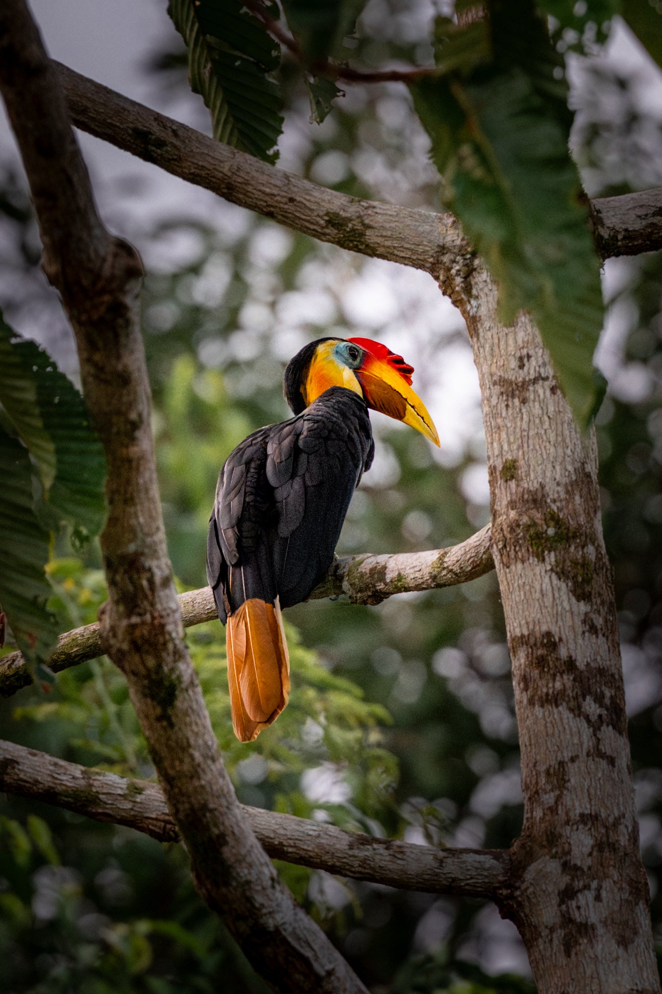 Jungle monarch