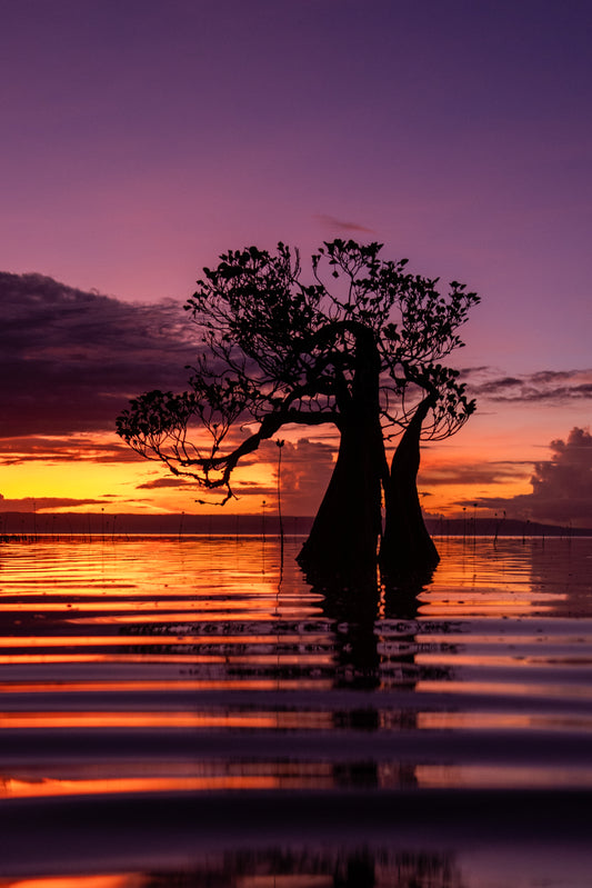 Dancing trees