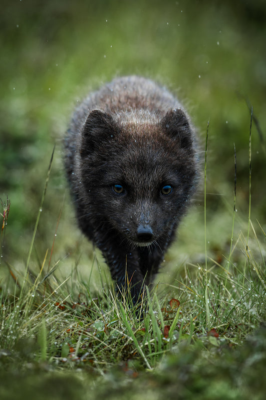 Eyes of the Arctic