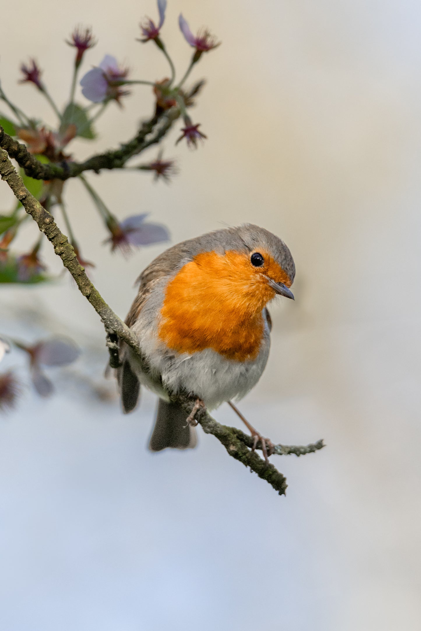 Spring visitor
