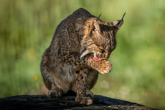 Between the hunts