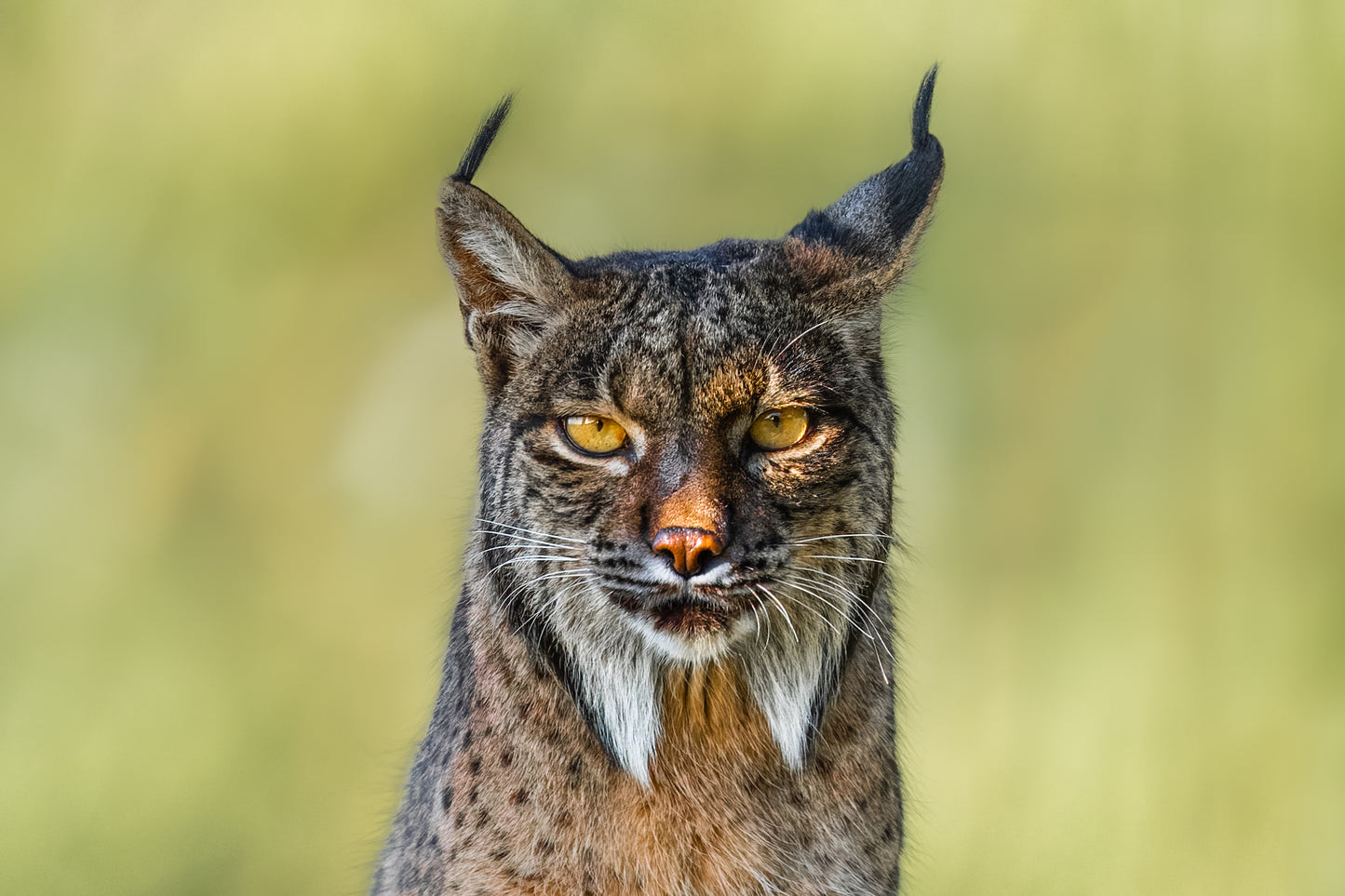 Soul of the lynx