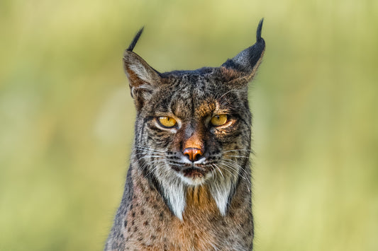 Soul of the lynx