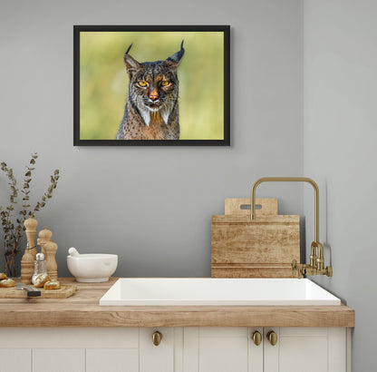 Soul of the lynx