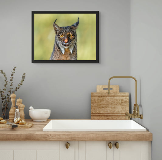 Soul of the lynx