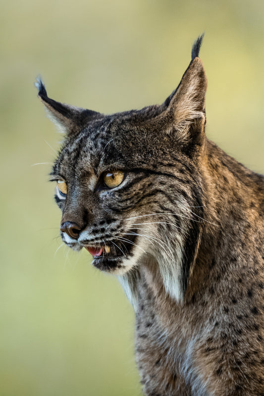 The hunter’s focus