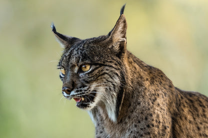 Face of extinction