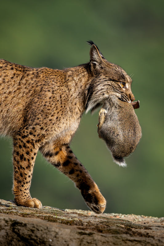 Circle of life