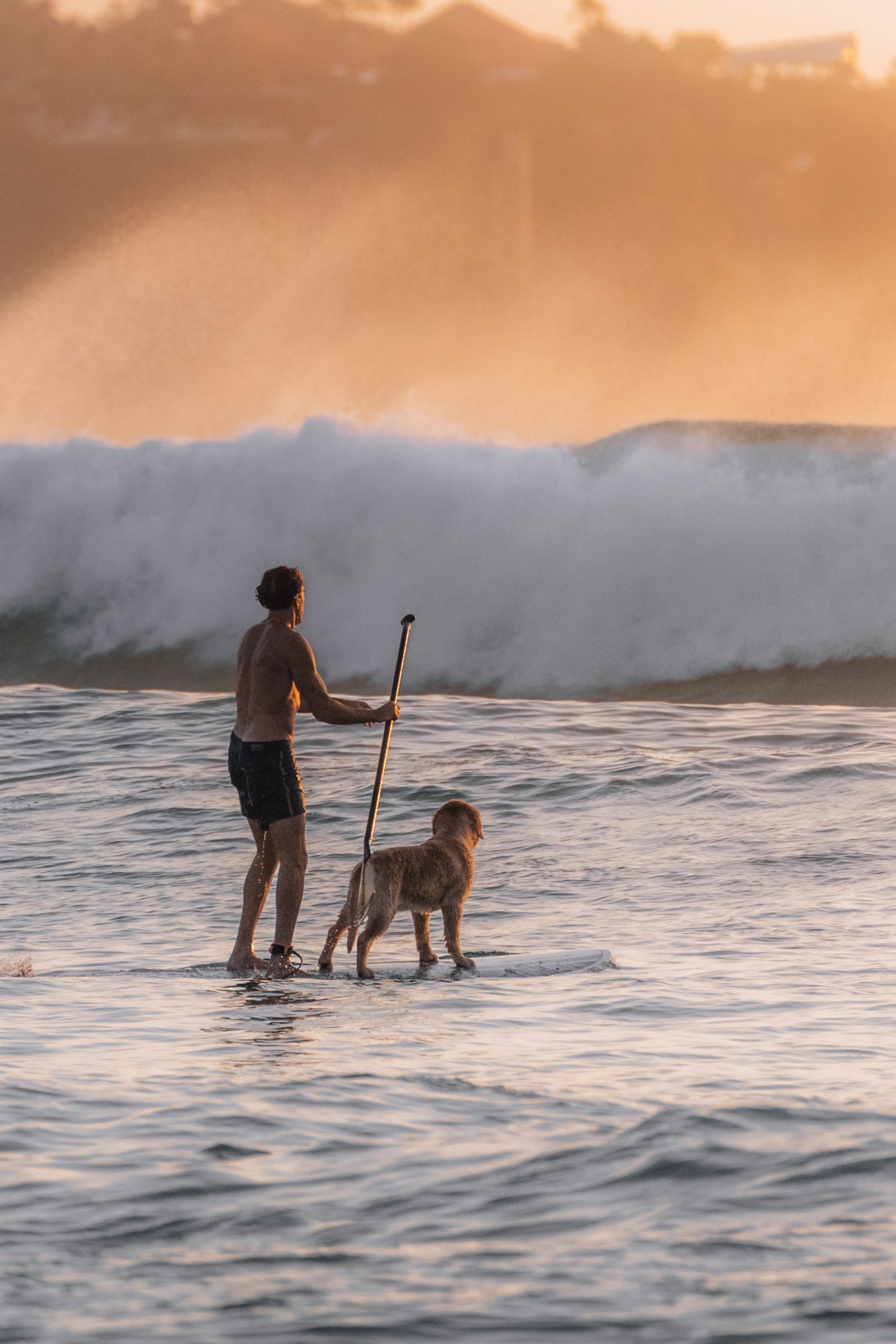Paws and paddles