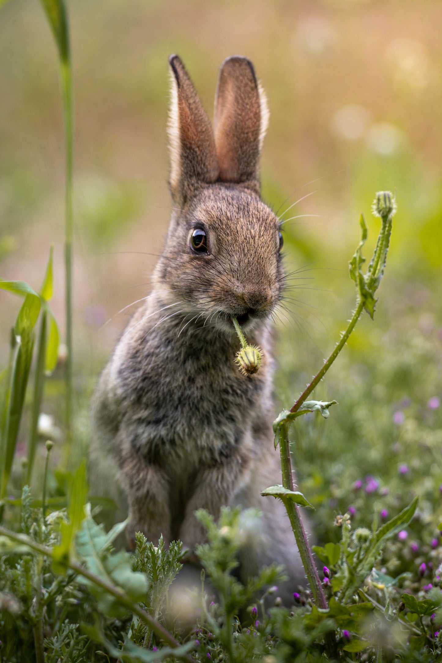 Wildflower snack