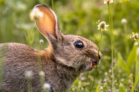 The flower taster