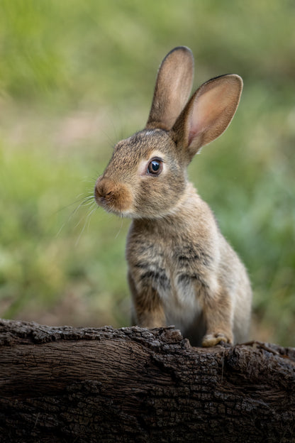 Alert and adorable