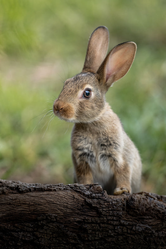 Alert and adorable