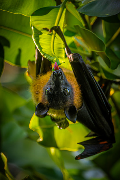 Jungle upside down