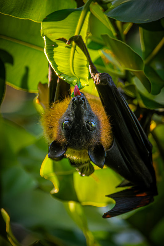 Jungle upside down