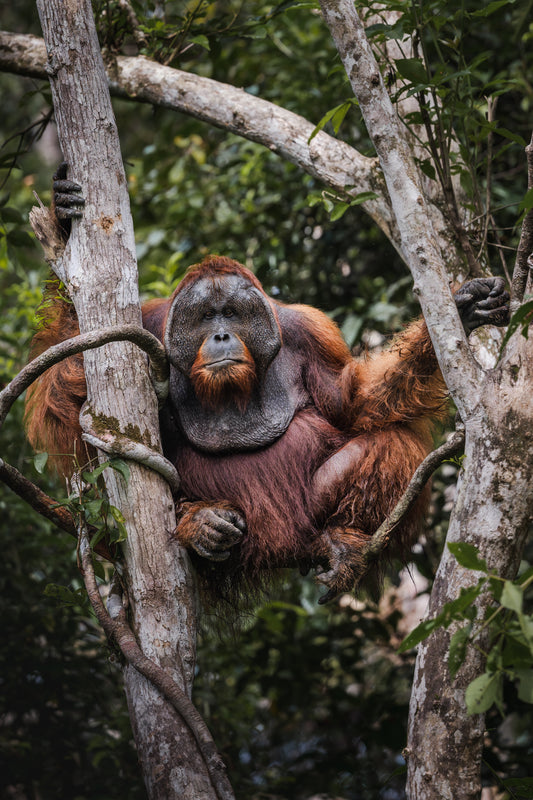 King of the canopy