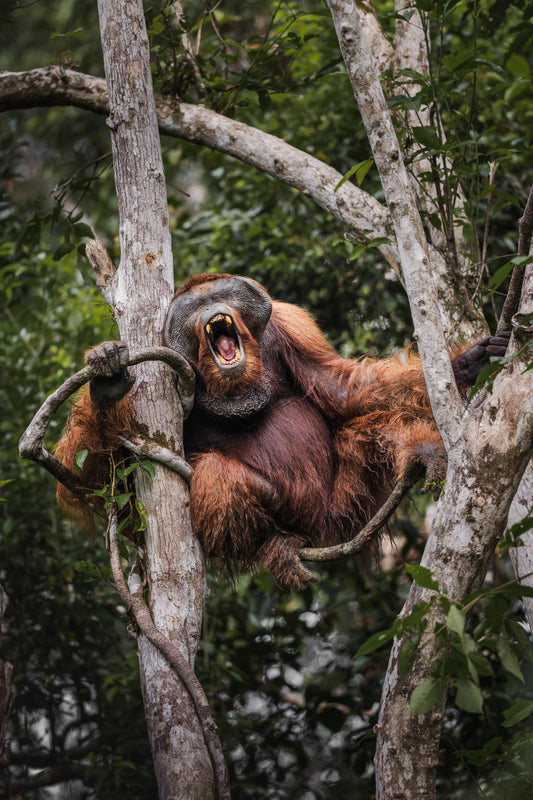 The call of the wild