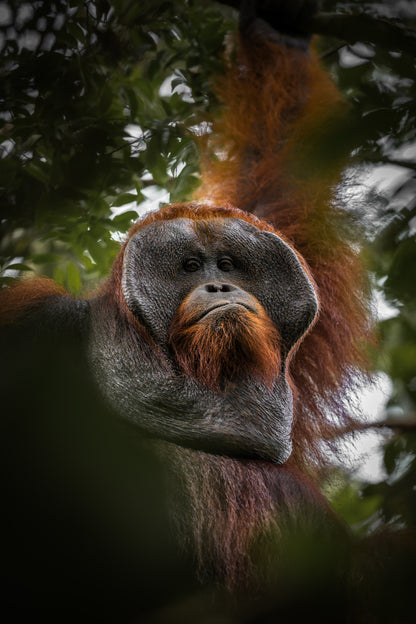 A forest elder