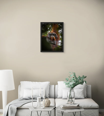 A forest elder