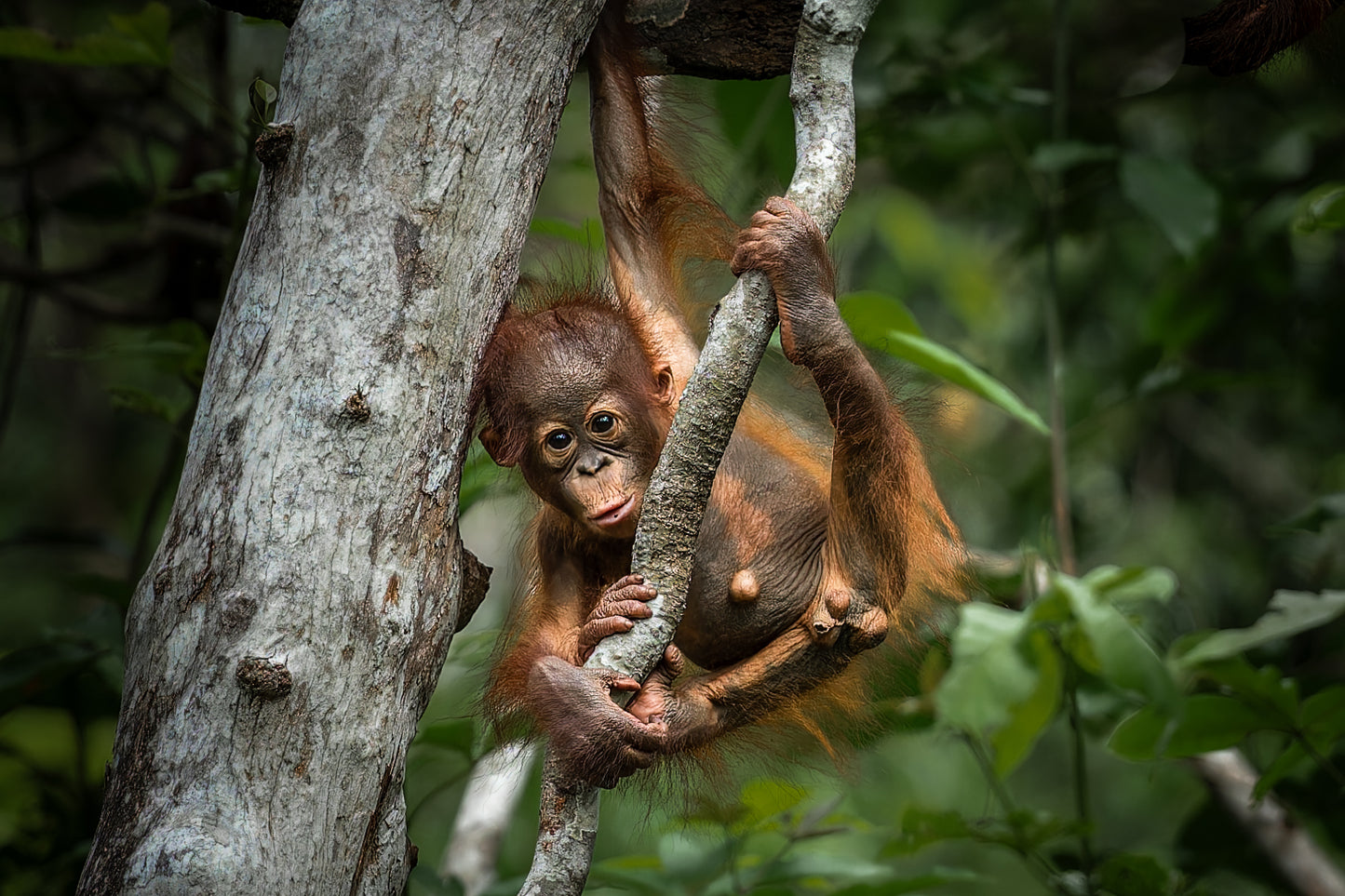 Born to climb