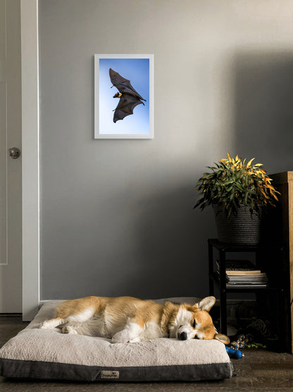 Shadows in flight