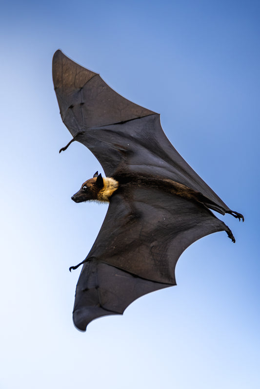 Shadows in flight