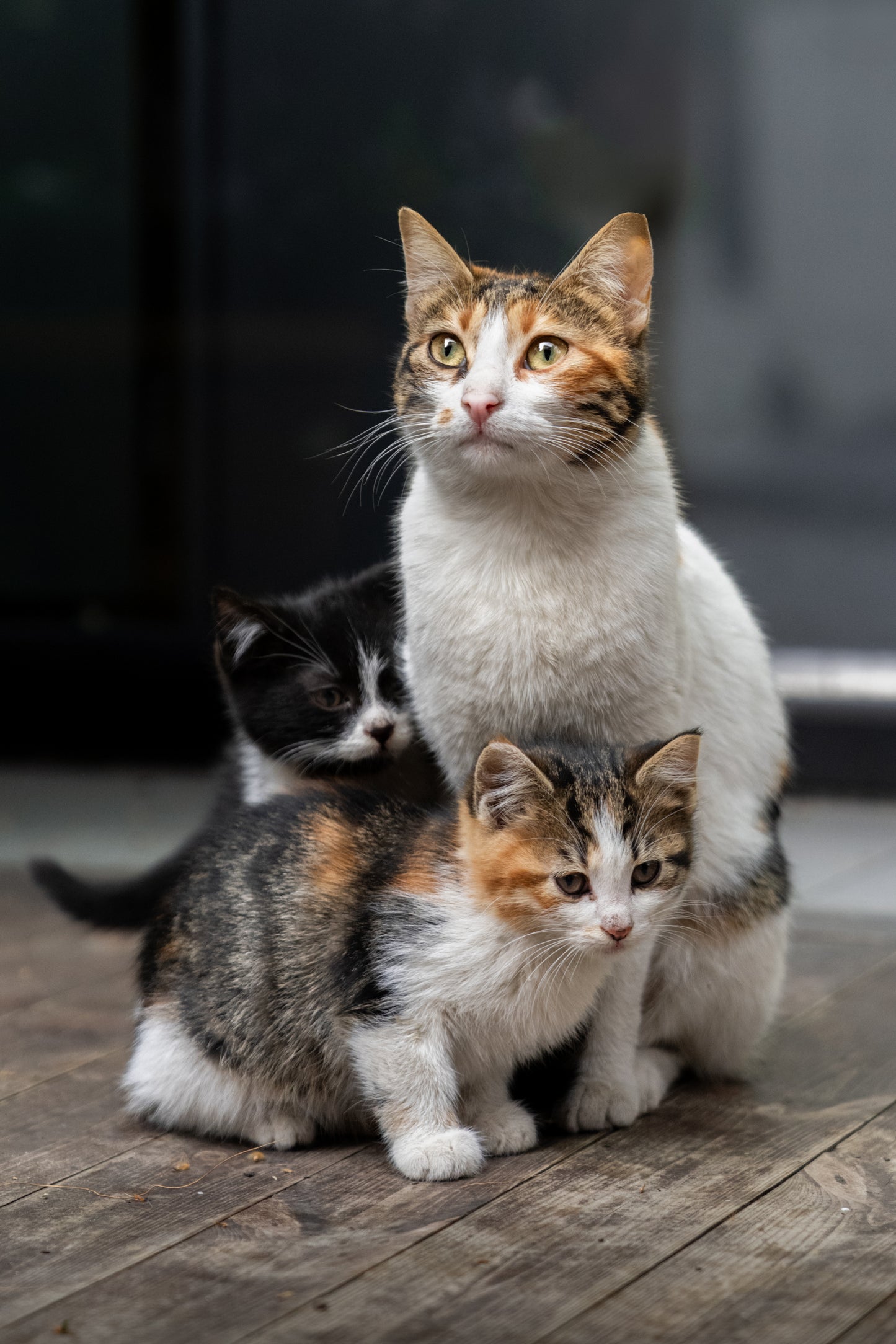 A family portrait