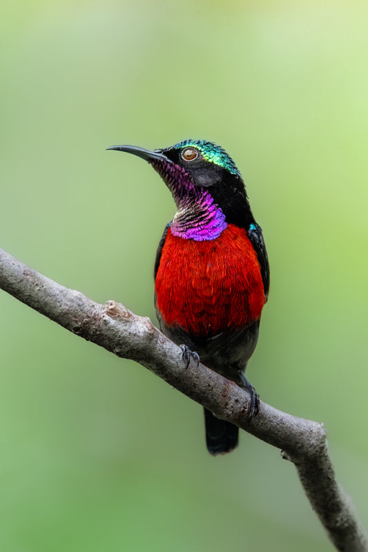 Colors of the forest