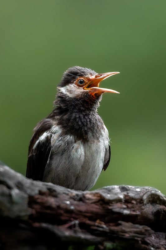Noisy and proud
