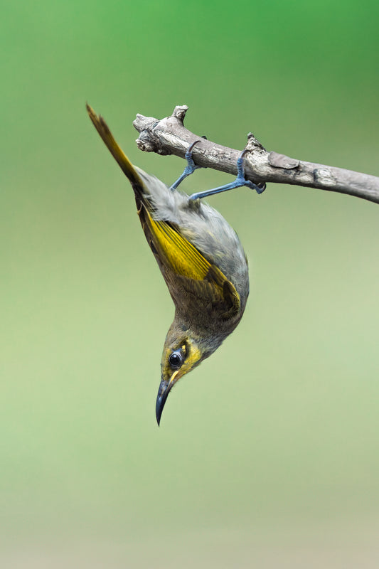Acrobat in the canopy