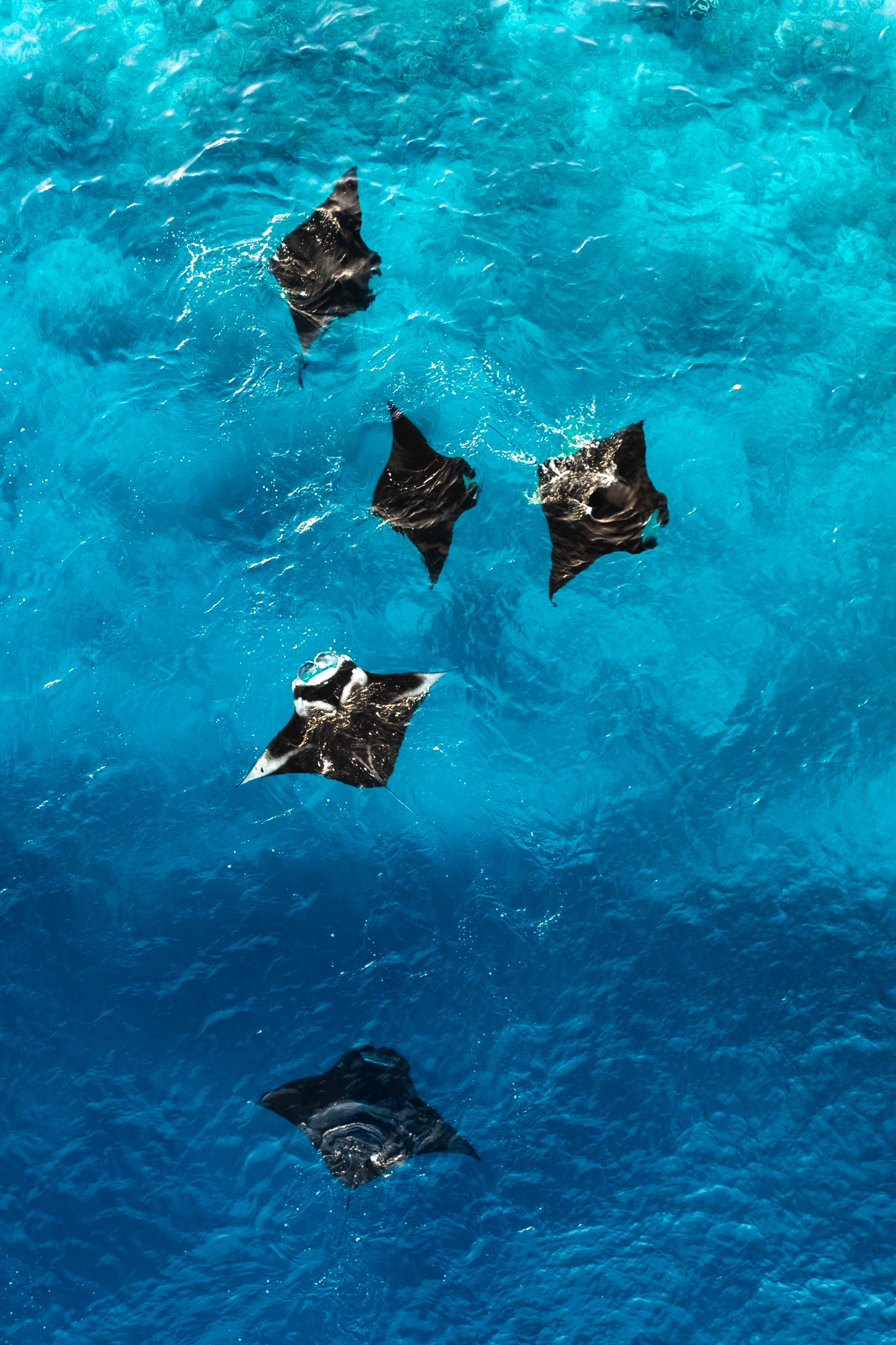 Flight of the giants