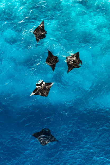 Flight of the giants