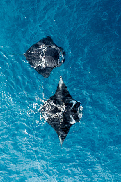 Ocean ballet
