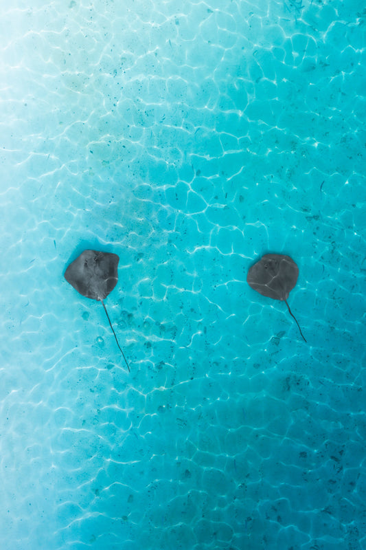 Fluid symmetry