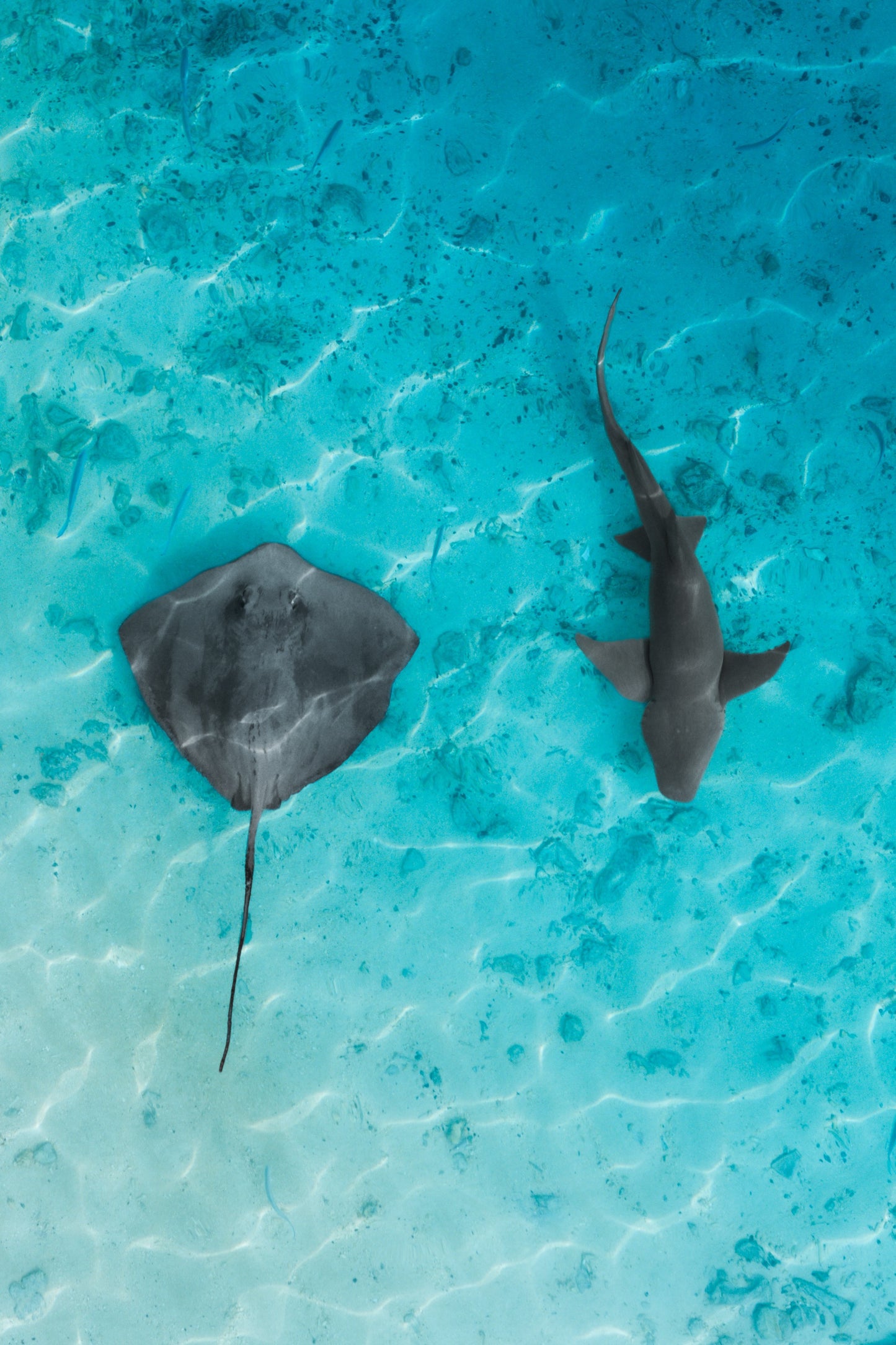 Sea harmony