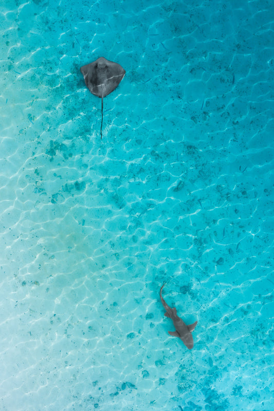 Crossroads in the shallows