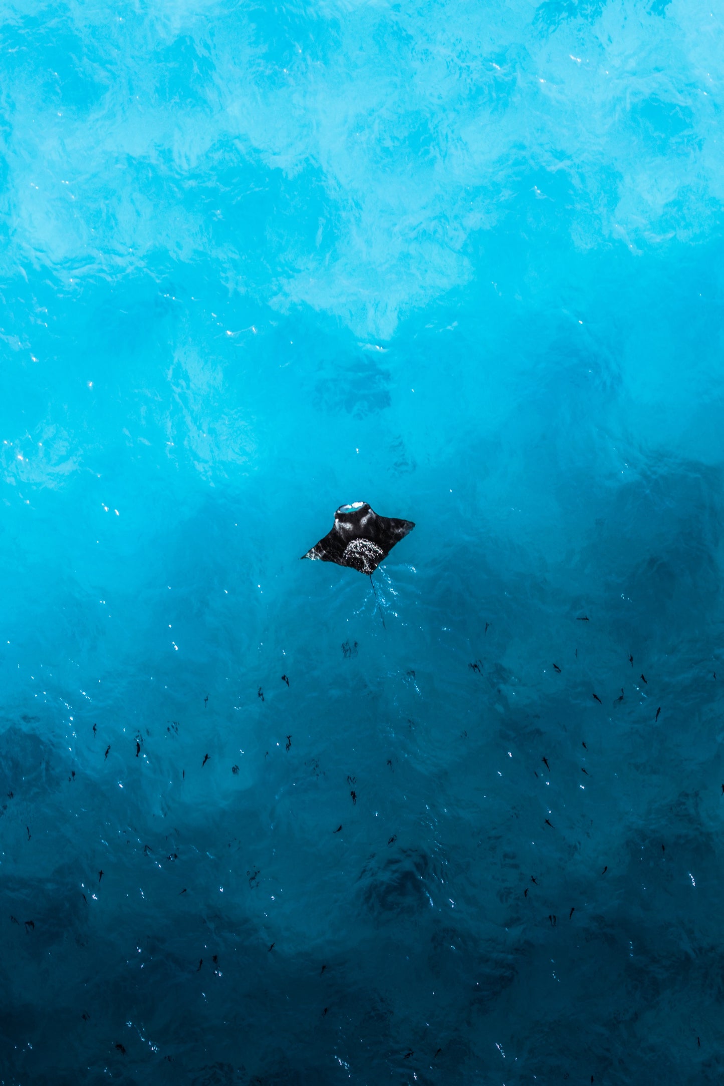 Deep blue dancer