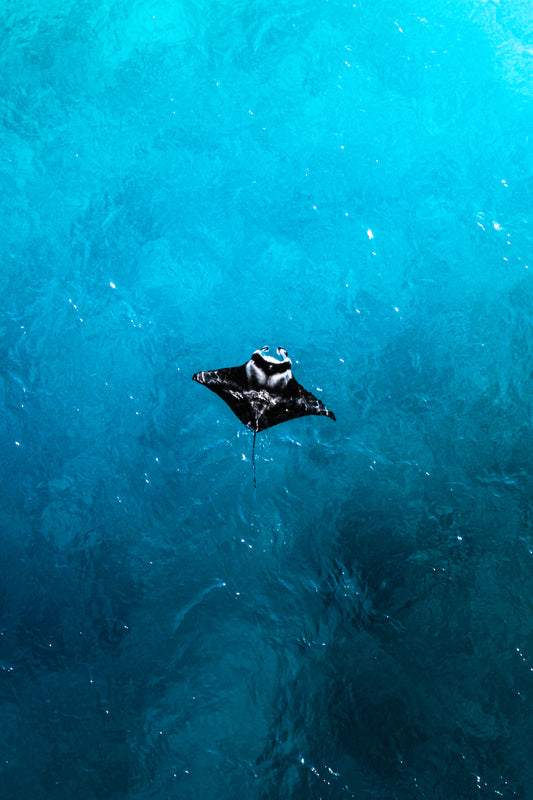 Wings of water