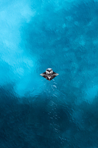 A visitor from the deep