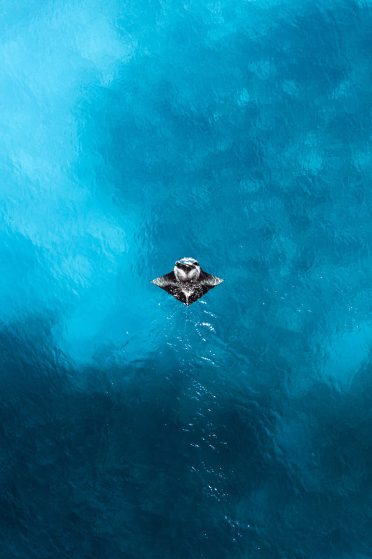 A visitor from the deep