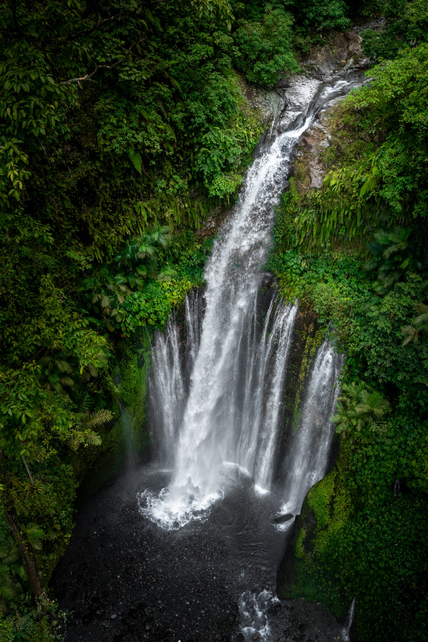Jungle drop