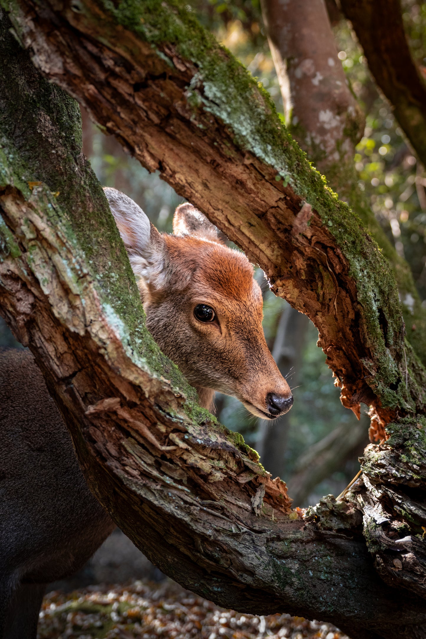 Framed by the forest