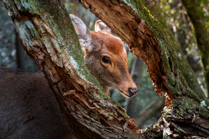 Nature’s window